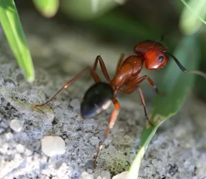 Formiga em área externa
