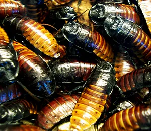 Baratas em foco de infestação para controle de pragas urbanas