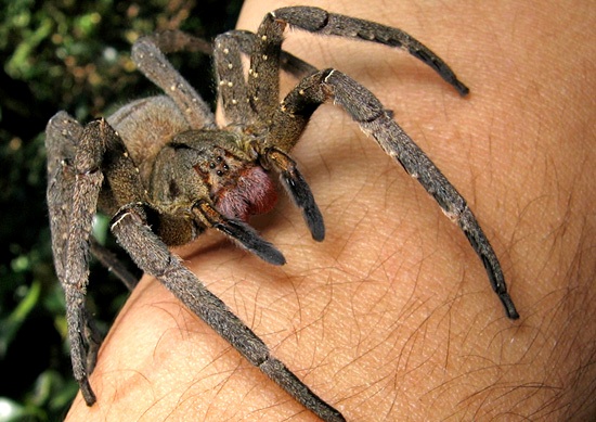 Aranha-armadeira