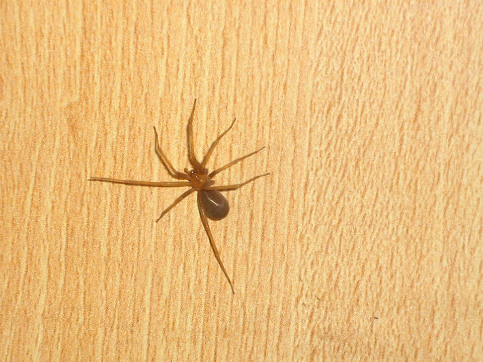 Aranha-marrom