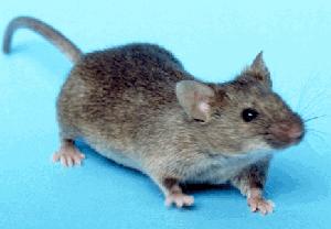 Camundongo