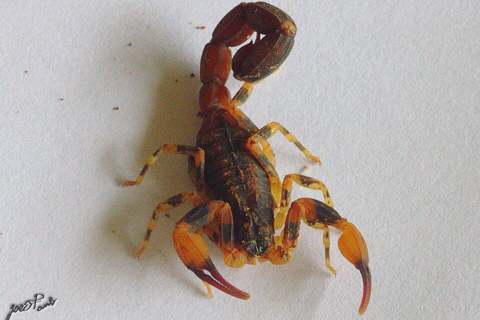 Escorpião-marrom