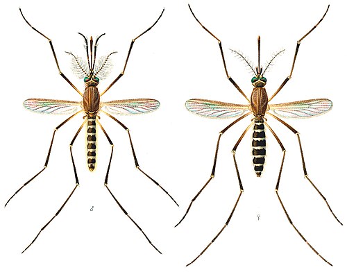 Pernilongo