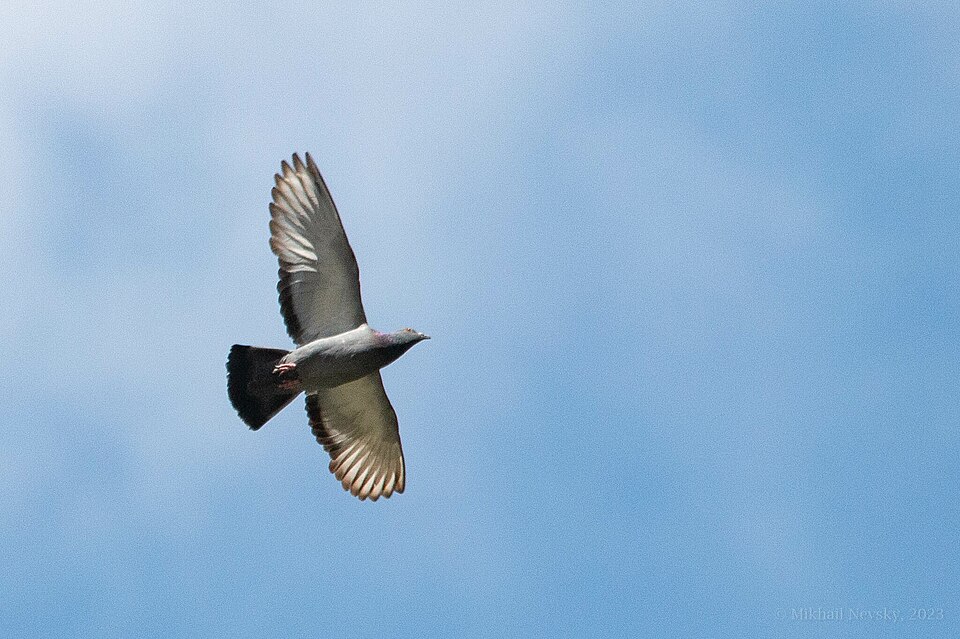 Pombo
