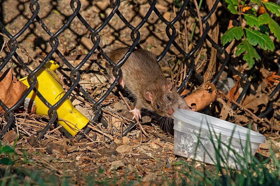 Rato de telhado